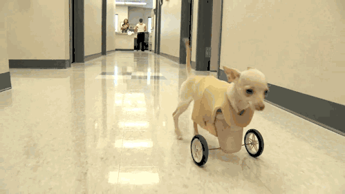 你看那首歌,好像一只狗诶.