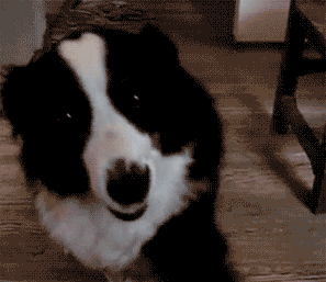 你看那首歌,好像一只狗诶.