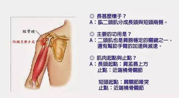 排球防护知识:肱二头肌长头肌腱炎