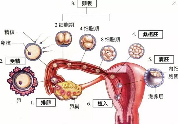 排卵有什么规律?与月经周期有何关系?