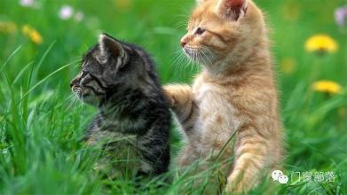 怎么看小猫有多大月龄 a8yw0x0017618345325.jpg