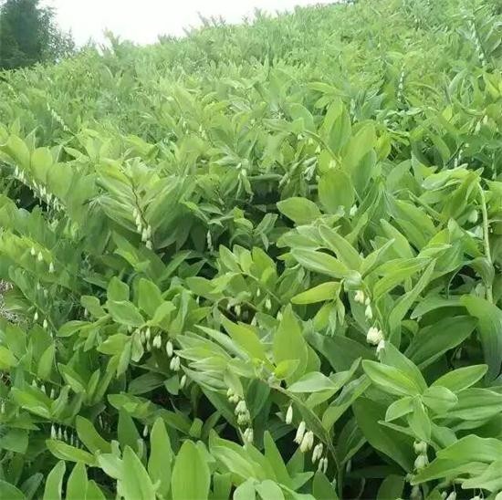 玉竹,大宗药食两用品种,在湖南主产地,与百合一道被称为"湘药双璧".