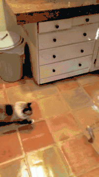 202_360 gif 动态图 动图