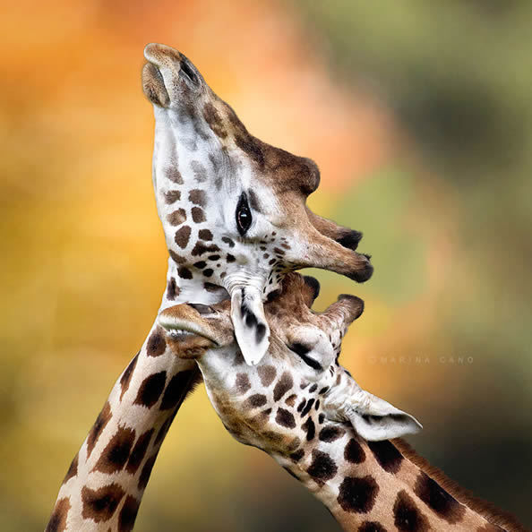 什么动物最怕水猜一个成语_一幅简笔画猜一个成语(3)