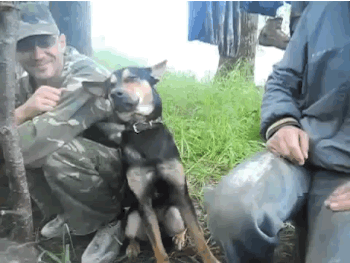 看完这些狗狗,你也会困!信不?