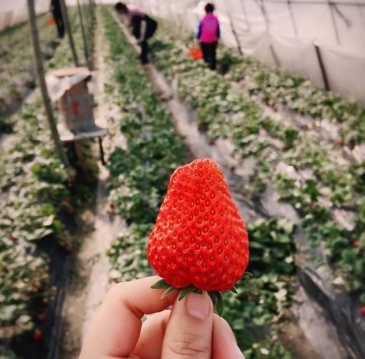 草莓品种排名_草莓品种大全及照片