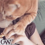 一只被主人强制抓去洗澡的猫咪,这一脸生无可恋的表情,哈哈.