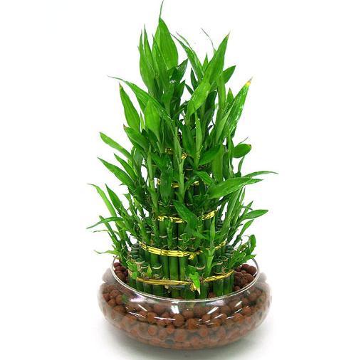 富贵竹盆栽怎么养