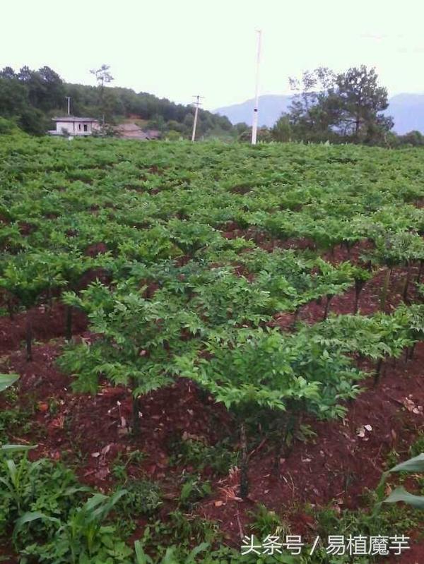怎么种植大蒜芽长得快 a7jl0p528729223097.jpg
