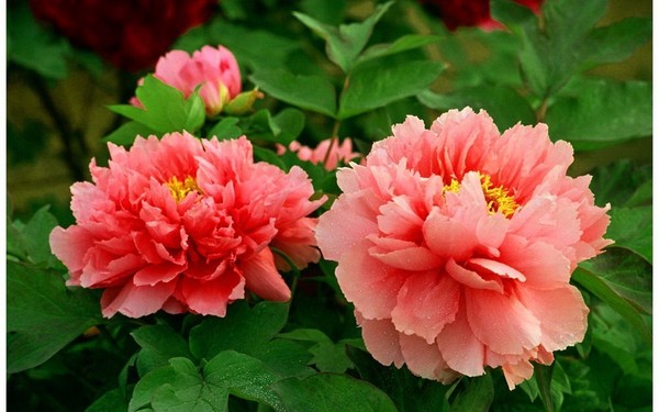 最美国花 a1mjm51843218522855.jpeg