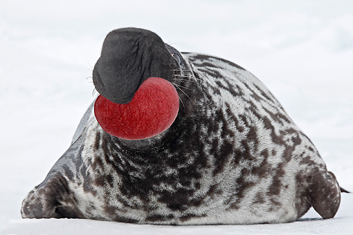 这种海豹名叫「冠海豹(hoodedseal)」 准确来说,并不是冠海豹的头会