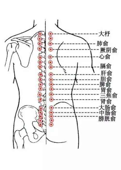 心俞穴,脾俞穴,足三里,神门穴进行理疗,按压耳朵中 心, 脾,神门,内