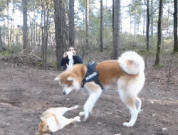 单身狗摇曳 一群奔跑的单身狗. 邪魅一笑