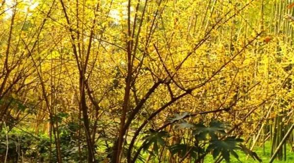 冬天赏花,成都这些腊梅又香又好看!