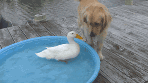 搞笑gif:一大波美女在此路过!-新闻频道-手机搜狐