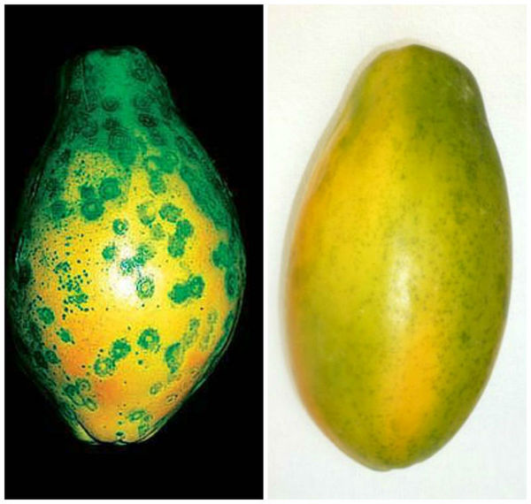 左边是带有环斑病毒的非转基因木瓜,右边是健康的转基因木瓜.