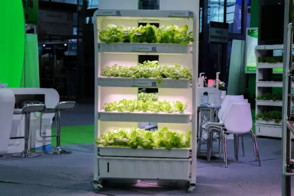 再将其送至家庭,由家庭用户通过我们的vegegrow智能种菜机生长约5-7天