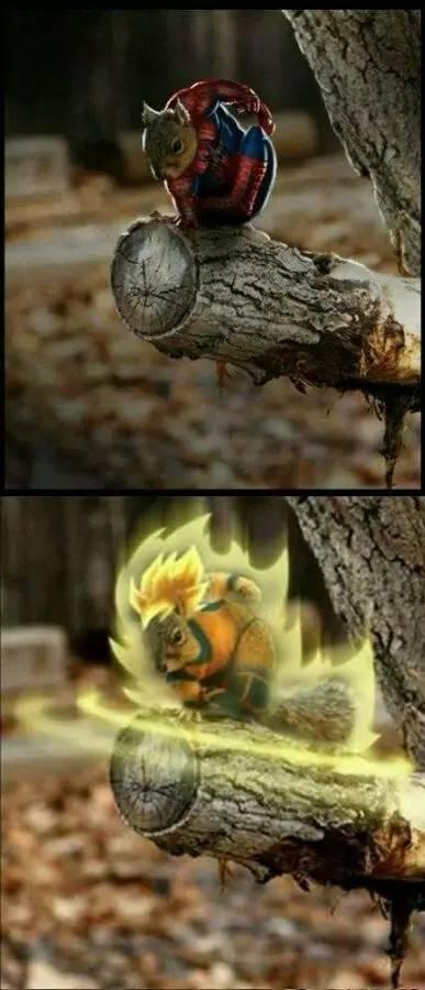 话说小松鼠被国外大神ps,各种神奇的图片出现,高超的创意和技术让人