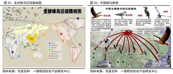 全世界上有8条候鸟迁徙路线.