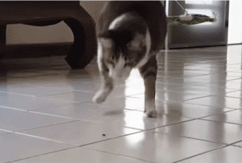 下楼梯,虽然比较慢,但从容不迫,一个字,稳!