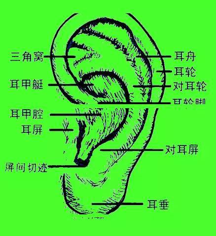 五,摩耳背调畅气血 耳背上有一条沟叫降压沟,它对应人体的脊背.