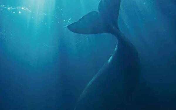 鲸鱼吃奶