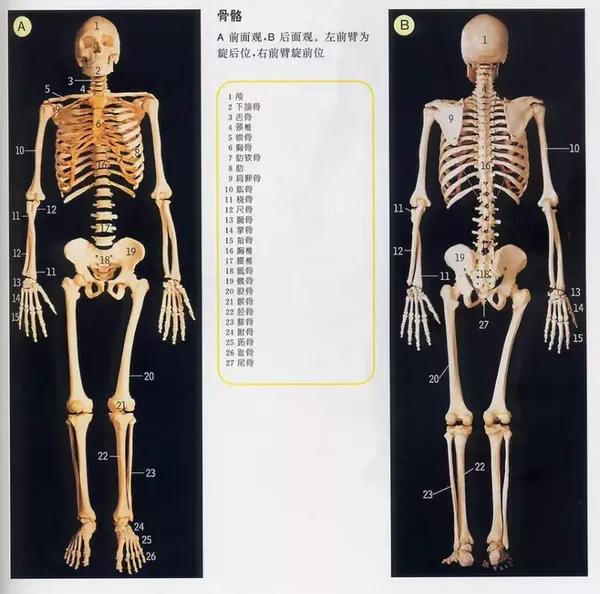 针灸公益讲座【群内可免费下载"三维立体解剖软件"和珍藏医学电子书】