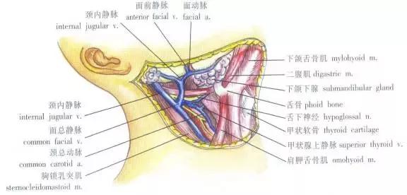 颈部解剖详解,你值得收藏!