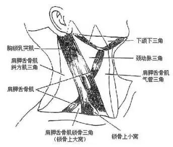 以舌骨为界,颈前三角又可以分为: 1,舌骨上区:颏下三角,下颌下三角