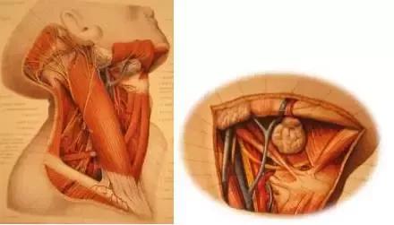 颈部解剖详解,你值得收藏!