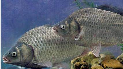 a44q1i3562135582325.jpeg