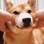 如果你没有被doge精神污染过,都不好意思说自己有朋友.