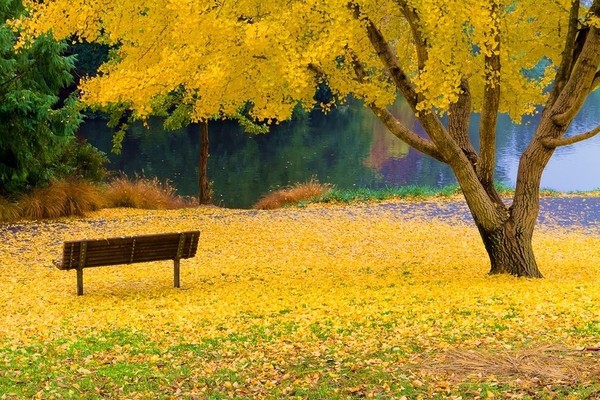 猜成语鹰P牛枫叶_枫叶简笔画(4)