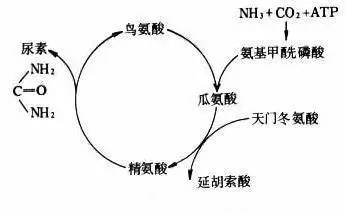 氨酸酶的存在 根据实验的结果,克雷布斯提出了著名的尿素循环代谢途径