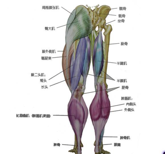 手臂肌肉, 经常锻炼才能肩膀不酸哦