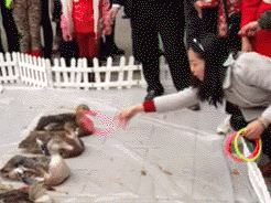 搞笑内涵图:姑娘,我以后天天来找你按脚