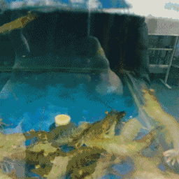 送给来这里吃饭的顾客 所有海鲜也都由青岛直运而来 跳舞的螃蟹,鱼