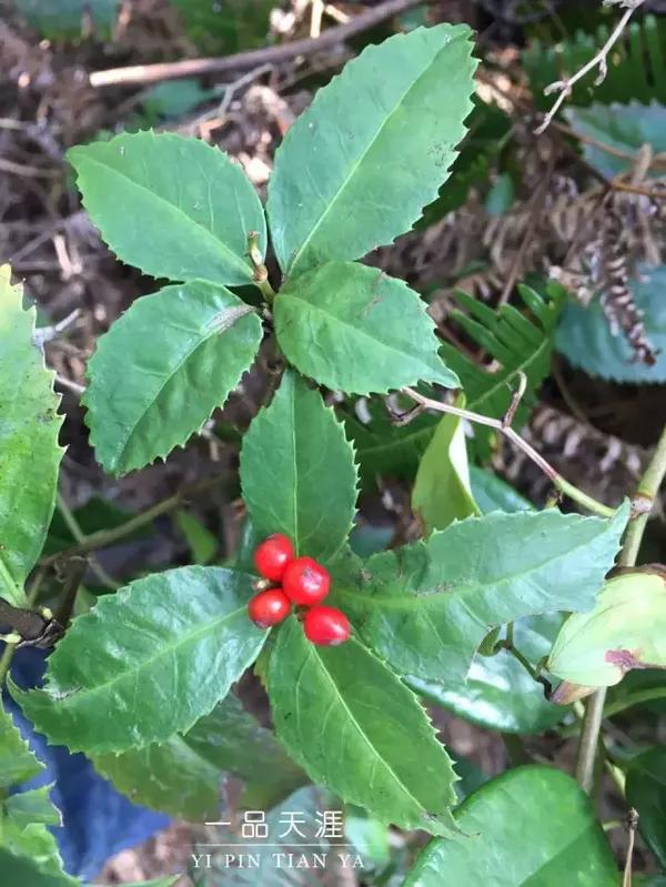 芒萁,不是电视剧《神雕侠侣》里治情花之毒的断肠草