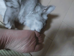 有个二货的主人,喵星人内心也是崩溃的!