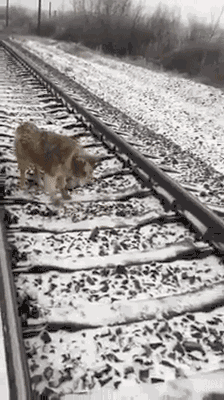 就这样,潘达一直陪在受伤的露西身边,不停地用体温给她御寒,一听到