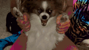 有一种狗叫:别人家的狗!