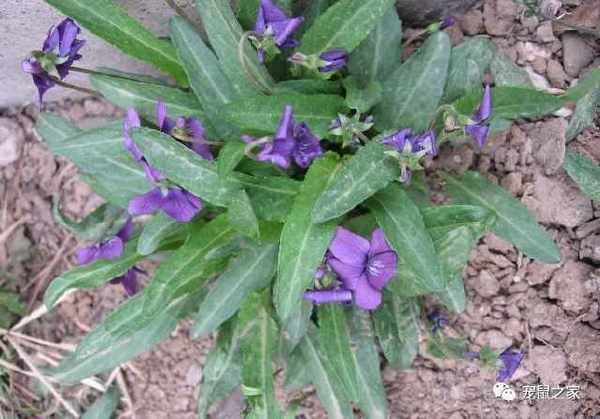 紫花地丁又名地丁草,老鼠布袋,有清热解毒,拔毒,消肿,抗菌消炎作用.