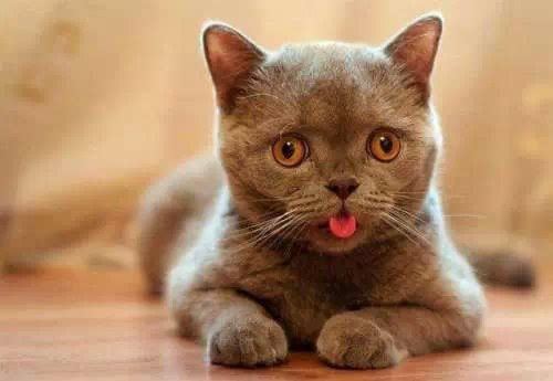 猫咪睡觉吐舌头咋回事