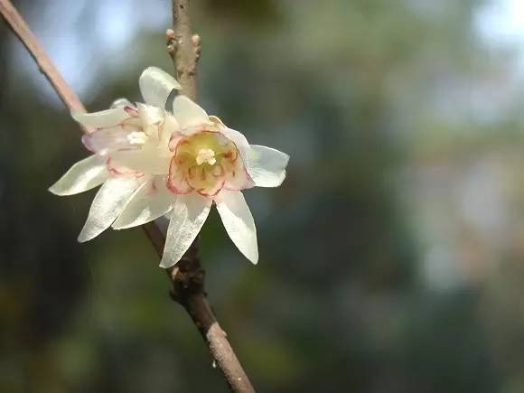 红心兔耳(蜡梅品种 蜡梅别名黄梅花,雪里花等,是我国特产的传统名贵