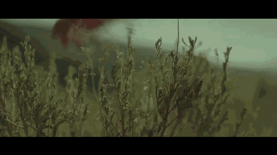 动图来源:《涉足荒野》