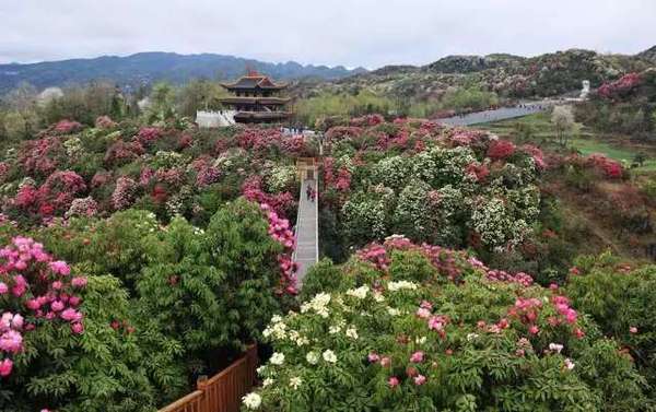 观赏地点:毕节百里杜鹃,长顺县杜鹃湖,盘县乌蒙大草原