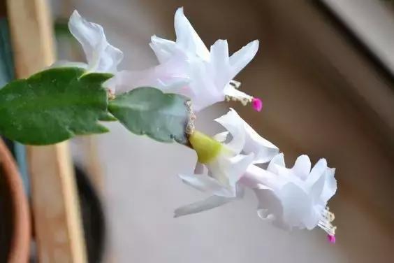 蟹爪兰浇水方法视频 a13m6f2296444213325.jpg