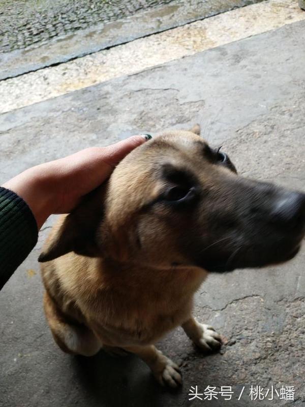 竹筒饭,以前从来不知道米饭可以这样来烧,这次来郭洞很幸运的又一次