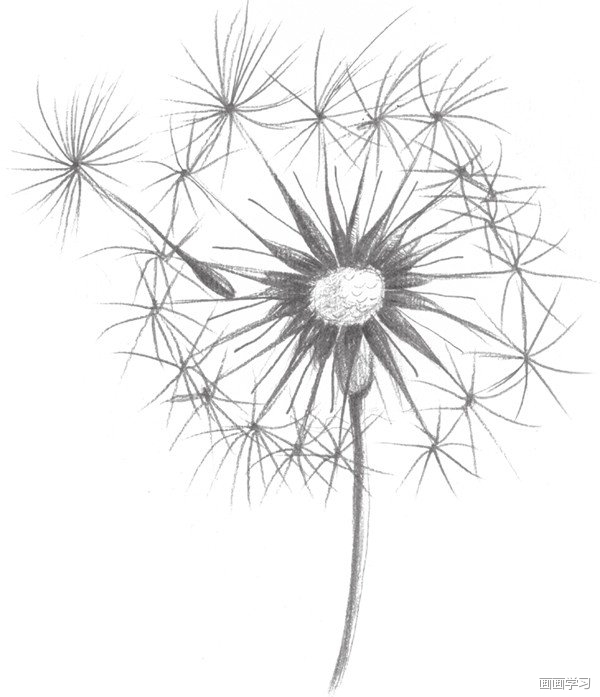 如何学素描——素描蒲公英的绘画教程