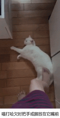 听说猫奴都有这9大怪癖,看完放心多了,不是我一个人这么神经.